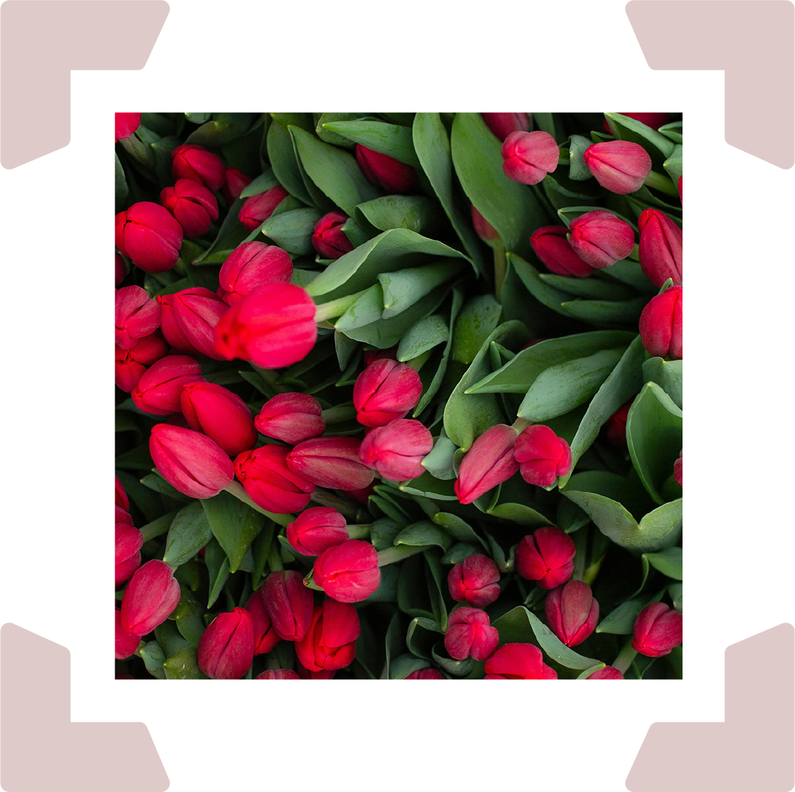 Red tulips